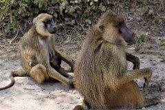 088-Monkeys
