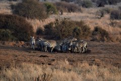 089-Zebras-Drinking