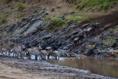 Zebras
