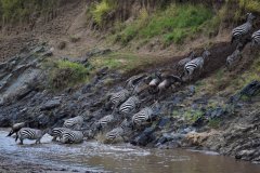 Zebras