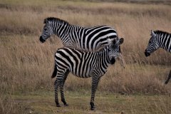 Zebras