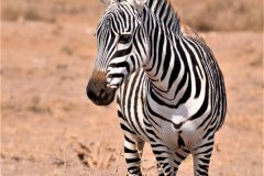 094-Zebras
