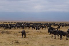 Water-Buffalo