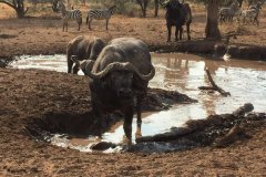 Water-Buffalo