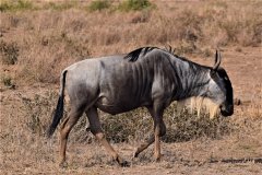 102-Other-Animals