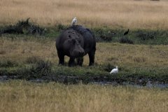 Hippopotamus