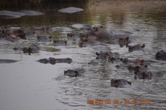 105-Hippos