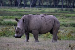 Rhino