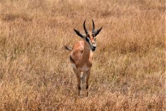 Deer