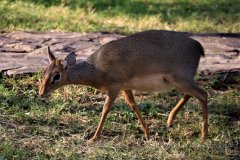 Deer
