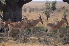 113-Other-Animals
