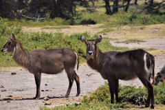 117-Other-Animals