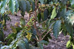 Fruit