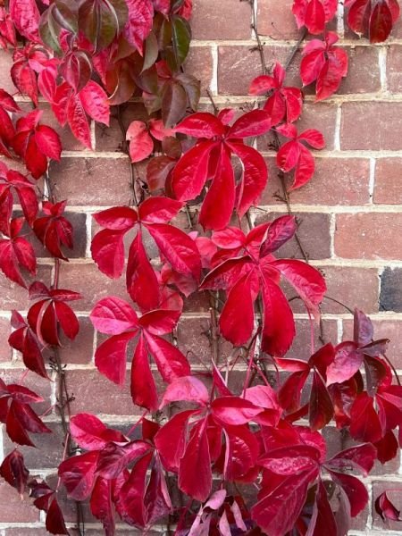 IMG-20220505-WA0021